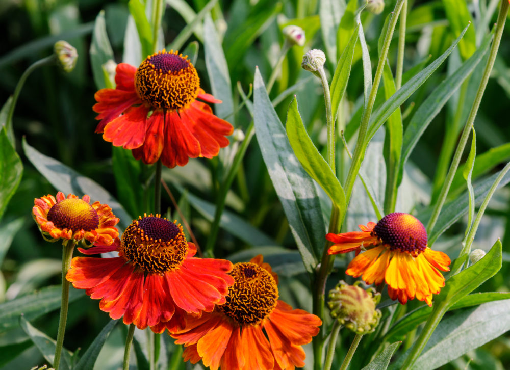 Pollinator Garden - Hill-Stead Museum